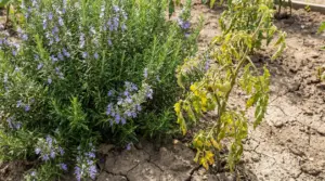 Pianta di rosmarino accanto a una pianta di pomodoro sofferente in un orto