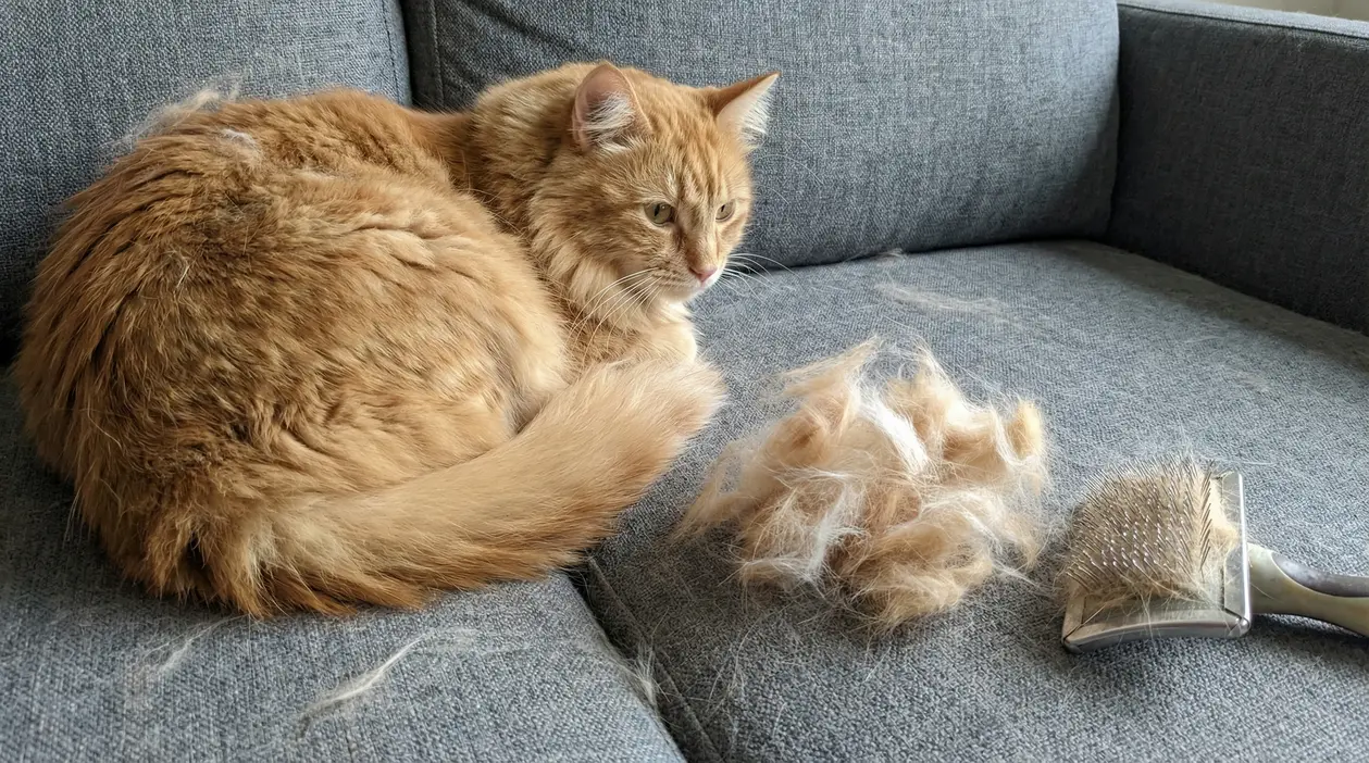 Gatto arancione sdraiato su un divano accanto a ciuffi di pelo e una spazzola