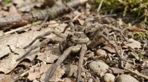 Un ragno lupo su un terreno coperto di foglie secche e pietruzze.