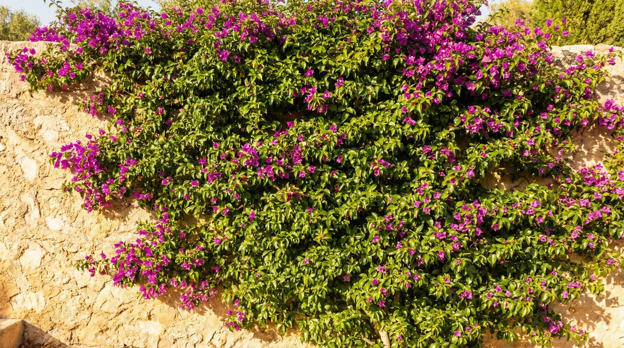 Rampicante con fiori viola su muro esposto al sole